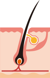 Anagen phase (or growth phase)